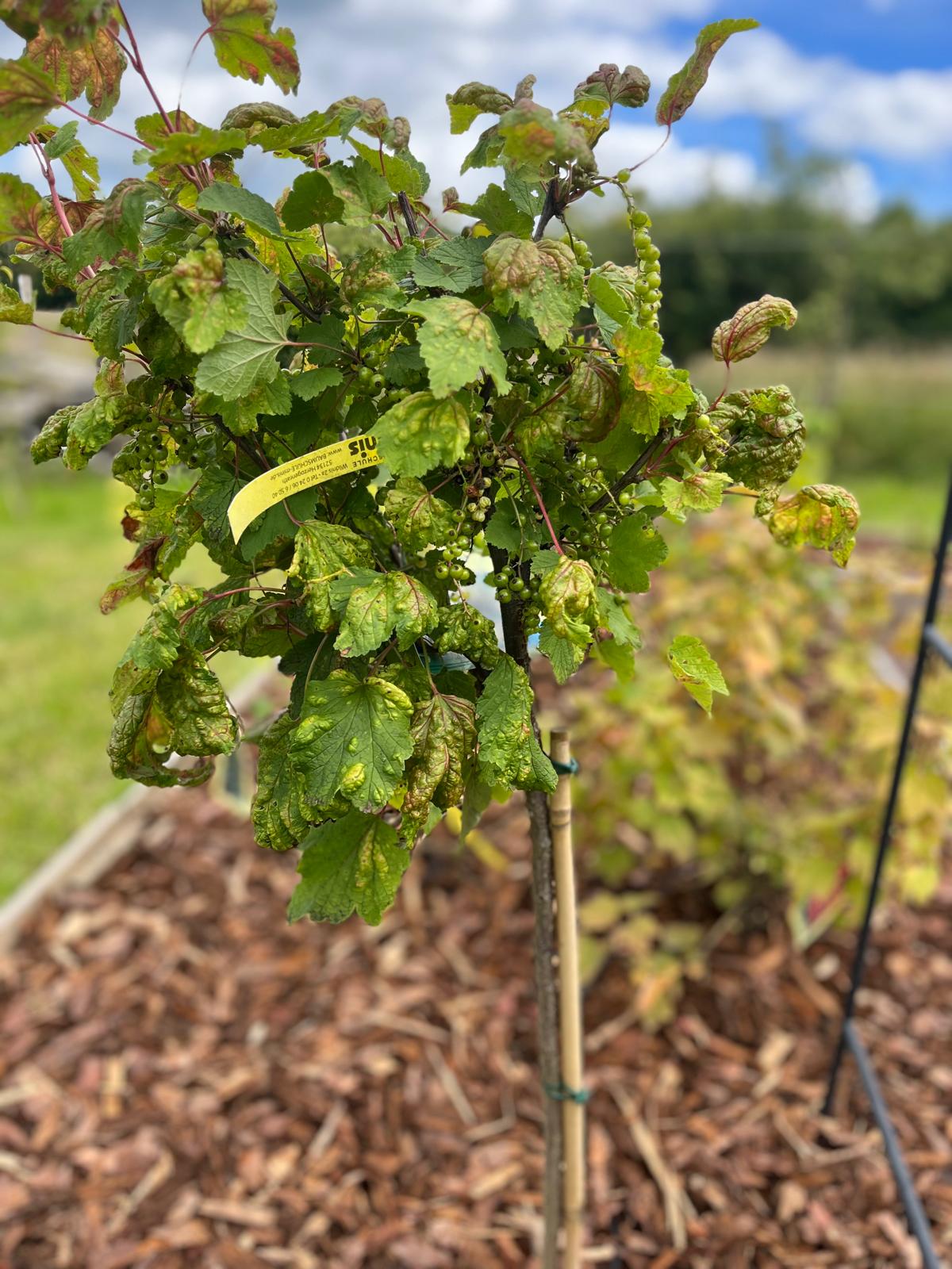 Anbau von Beerenobst f&uuml;r klimapositives Wirken