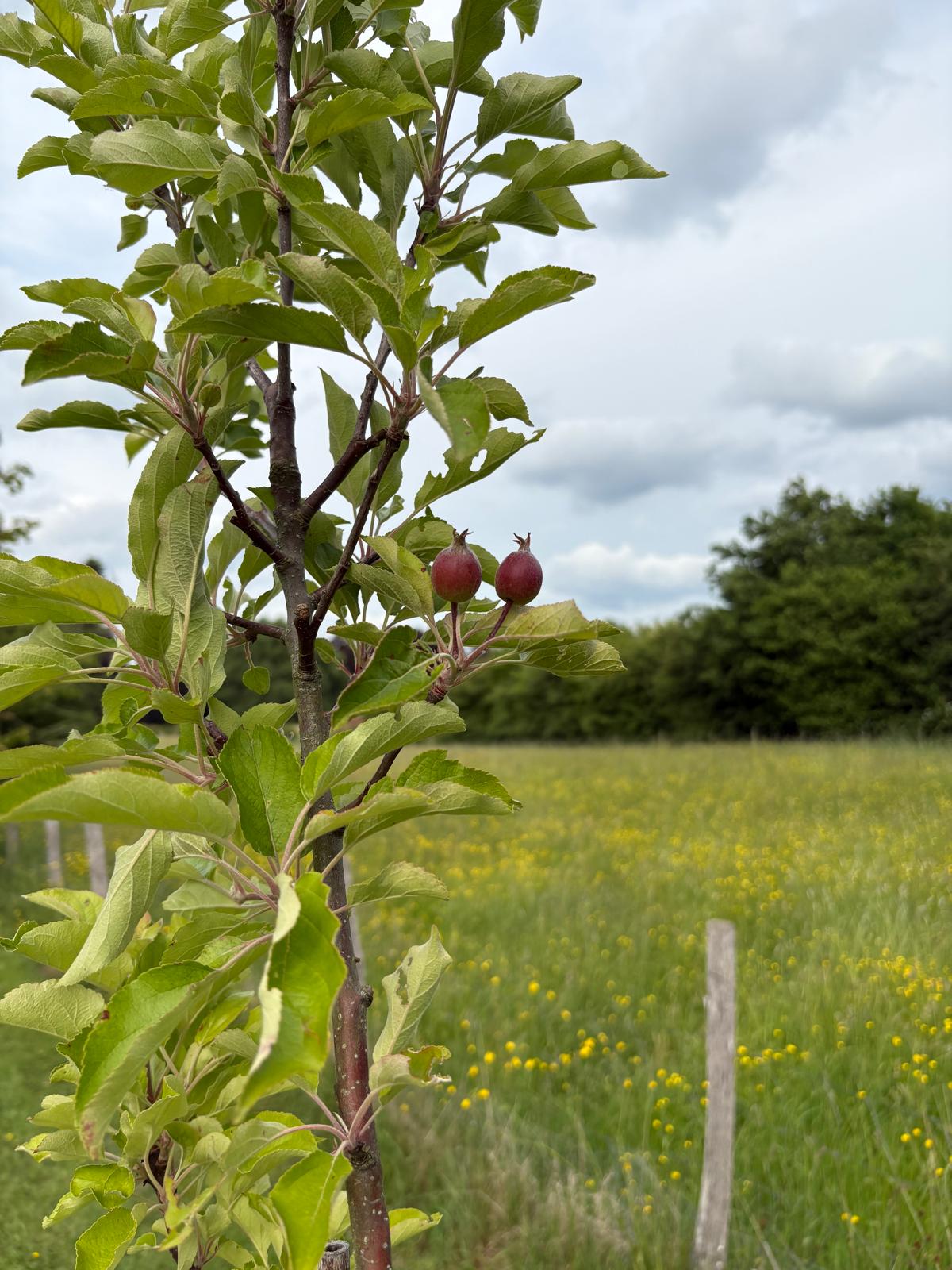 Apfelbaum als Zeichen Umweltschutz in der eigenen Region